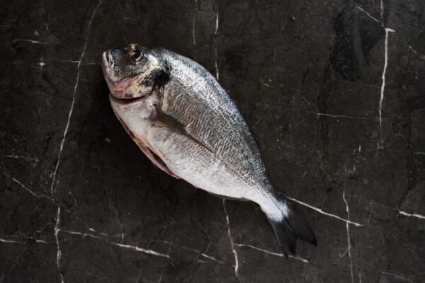 Seabream — Bulk & Wholesale Supply