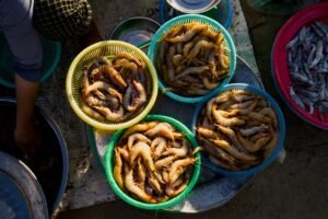 Frozen Vannamei Shrimp Wholesale and Seafood - wholesale supplier | AgroFoods Global