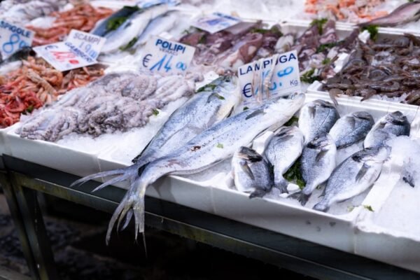 Premium Frozen Atlantic Salmon Fillet IQF - wholesale supplier | AgroFoods Global