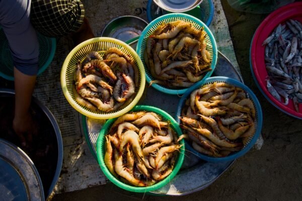 2025 OEM Hot Sale Seafood Canned - wholesale supplier | AgroFoods Global