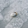 Whole Round Seafrozen 400 600g BQF - wholesale supplier | AgroFoods Global