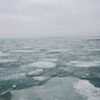 Hot Sales Size 300 500g Seafrozen - wholesale supplier | AgroFoods Global