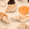 Guylian The Original Seashells Belgian Chocolate with Hazelnut Praline Filling, 125g – Wholesale & Export UAE - wholesale supplier | AgroFoods Global