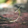 Hemp Seed Extract - wholesale supplier | AgroFoods Global