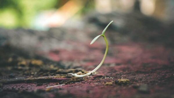 Hemp Seed Extract - wholesale supplier | AgroFoods Global