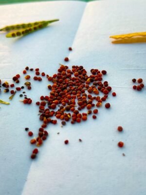 Wholesale Seeds A Growing Opportunity In The UAE Food - wholesale supplier | AgroFoods Global