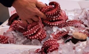 Quality Frozen Shellfish Oyster Meat IQF - wholesale supplier | AgroFoods Global