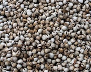 Good Price Shellfish New Season Frozen - wholesale supplier | AgroFoods Global