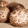 Wild Dried Shiitake Mushroom Cap ISO - wholesale supplier | AgroFoods Global