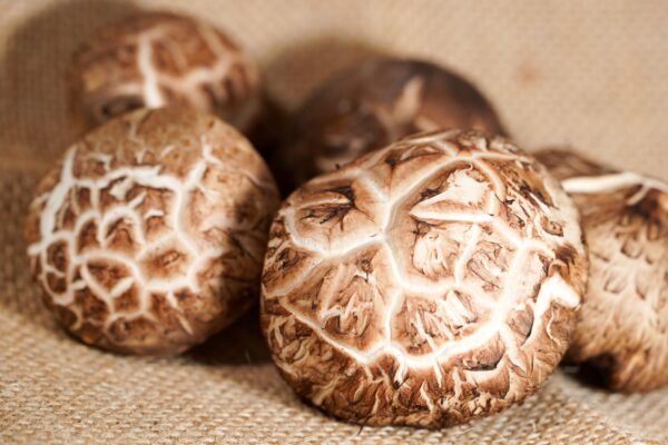 Wild Dried Shiitake Mushroom Cap ISO - wholesale supplier | AgroFoods Global