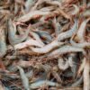 Dried Shrimp High Quality and Good - wholesale supplier | AgroFoods Global