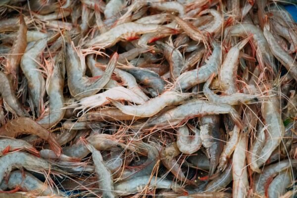 Dried Shrimp High Quality and Good - wholesale supplier | AgroFoods Global