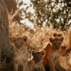 Simba — Bulk & Wholesale Supply
