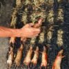 UAE Fresh Chicken Thigh Boneless Skinless – Halal Dubai - wholesale supplier | AgroFoods Global