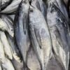Affordable Precooked Skipjack Tuna Loin Frozen - wholesale supplier | AgroFoods Global