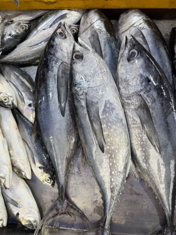 Affordable Precooked Skipjack Tuna Loin Frozen - wholesale supplier | AgroFoods Global