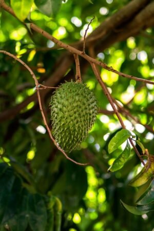 Soursop Vietnam 1 1 5kg Piece - wholesale supplier | AgroFoods Global