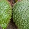 Rubicon Guanabana Soursop Fruit Drink, 1L – Wholesale & Export UAE - wholesale supplier | AgroFoods Global