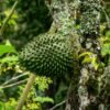 China 5014 Natural Herbal Tea Dried Green Soursop Tea Dry Whole Graviola Leaves - wholesale supplier | AgroFoods Global