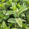 Spearmint — Bulk & Wholesale Supply