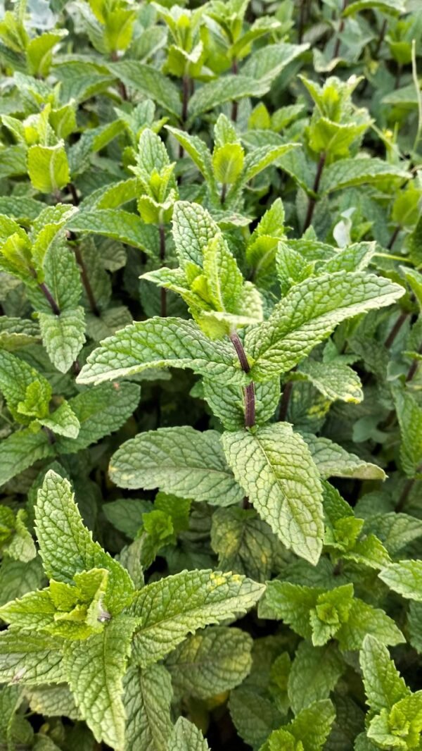 Spearmint — Bulk & Wholesale Supply