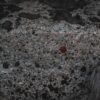 Speckled — Bulk & Wholesale Supply Light Speckled Kidney Beans Dried Bulk - wholesale supplier | AgroFoods Global