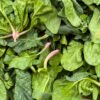 Bustanica Spinach 150g UAE – Fresh Baby Spinach Dubai Vertical Farm Online - wholesale supplier | AgroFoods Global