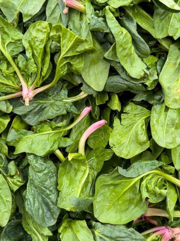 Bustanica Spinach 150g UAE – Fresh Baby Spinach Dubai Vertical Farm Online - wholesale supplier | AgroFoods Global