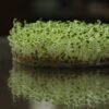 Alfalfa Sprouts Australia 150g Pack - wholesale supplier | AgroFoods Global