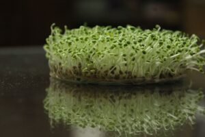 Alfalfa Sprouts Australia 150g Pack - wholesale supplier | AgroFoods Global