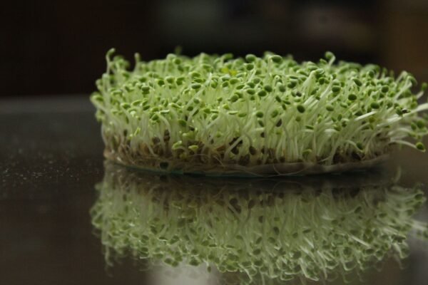 Alfalfa Sprouts Australia 150g Pack - wholesale supplier | AgroFoods Global