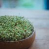 Bean Sprouts 250g UAE – Fresh Mung Bean Sprouts Wholesale Dubai - wholesale supplier | AgroFoods Global