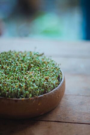 Bean Sprouts 250g UAE – Fresh Mung Bean Sprouts Wholesale Dubai - wholesale supplier | AgroFoods Global