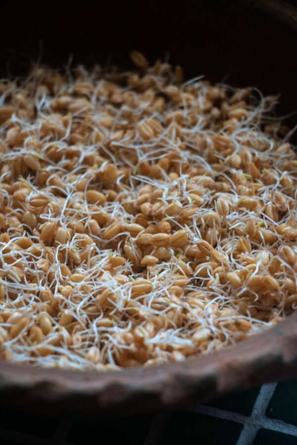 Sprouts — Bulk & Wholesale Supply