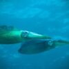 Squid — Bulk & Wholesale Supply Chinese Todarodes Pacificus Whole Squid IQF - wholesale supplier | AgroFoods Global