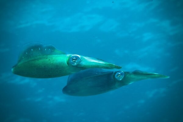 Squid — Bulk & Wholesale Supply Chinese Todarodes Pacificus Whole Squid IQF - wholesale supplier | AgroFoods Global
