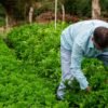 Canderel Sweetener with Stevia, 250g – Wholesale & Export UAE - wholesale supplier | AgroFoods Global