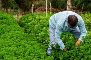 Canderel Sweetener with Stevia, 250g – Wholesale & Export UAE - wholesale supplier | AgroFoods Global