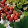 Pure Harvest Strawberries 200g UAE – Fresh & Sweet - wholesale supplier | AgroFoods Global