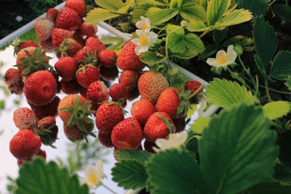 Pure Harvest Strawberries 200g UAE – Fresh & Sweet - wholesale supplier | AgroFoods Global