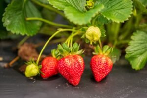 Bio Organic Apple And Strawberries Puree 90g Pack of 4 – Wholesale & Export UAE - wholesale supplier | AgroFoods Global