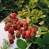 Damel Gummies Wild Strawberries 80g UAE – Premium Spanish Gummy Candy Wholesale - wholesale supplier | AgroFoods Global