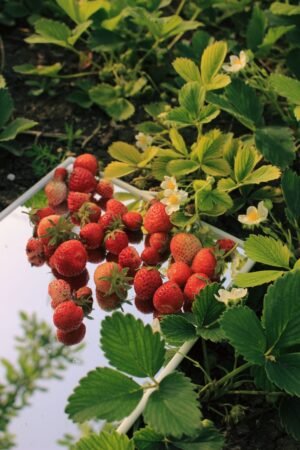 Damel Gummies Wild Strawberries 80g UAE – Premium Spanish Gummy Candy Wholesale - wholesale supplier | AgroFoods Global