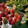 Strawberry 1Kg UAE – Fresh Strawberries Wholesale Supplier Dubai - wholesale supplier | AgroFoods Global