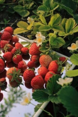 Strawberry 1Kg UAE – Fresh Strawberries Wholesale Supplier Dubai - wholesale supplier | AgroFoods Global