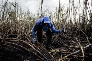 Biodegradable Sugarcane Bagasse 6 X 6 - wholesale supplier | AgroFoods Global