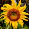 Sunflower — Bulk & Wholesale Supply Factory Wholesale Price Sunflower Seeds Nut - wholesale supplier | AgroFoods Global