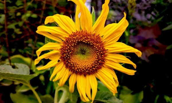 Sunflower — Bulk & Wholesale Supply Factory Wholesale Price Sunflower Seeds Nut - wholesale supplier | AgroFoods Global