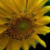 Sunflower Seeds 1 - wholesale supplier | AgroFoods Global