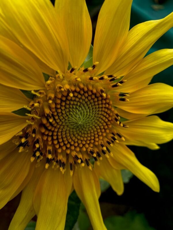 Sunflower Seeds 1 - wholesale supplier | AgroFoods Global